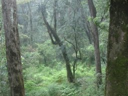 Forest clearings